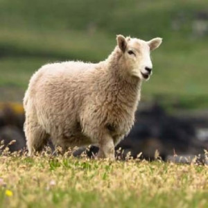 Одеяло "Классик", летнее, шерсть овцы 200/215 см